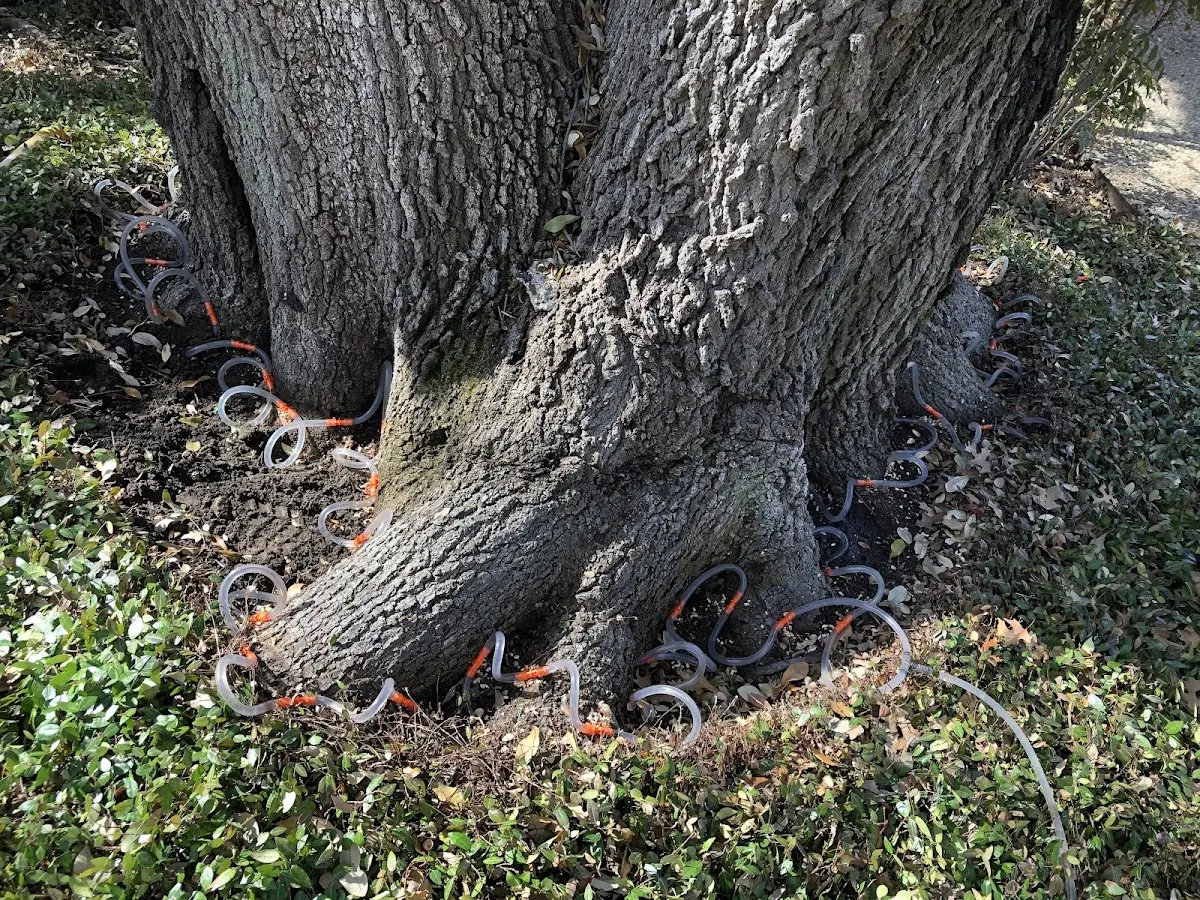 Detailed Tree Cabling and Bracing job site in Holtsville
