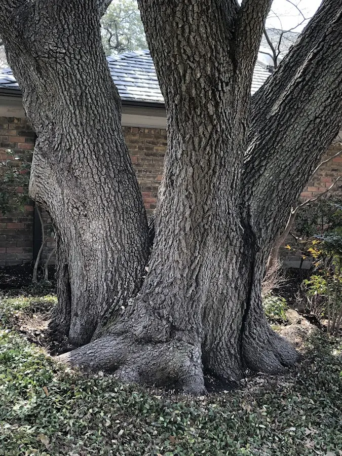 Mature heritage tree close to a Holtsville property cared for by certified arborists
